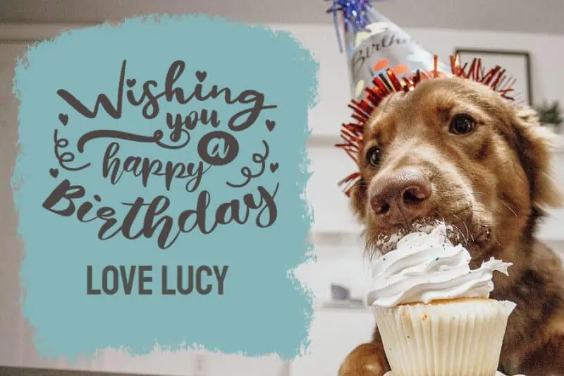 Happy Birthday Dog image